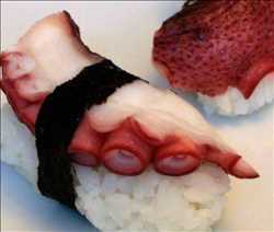 Octopus